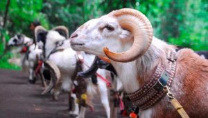 Alamak!! Kambing dan Pepaya Dites Positif Corona