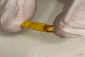 Black Soldier Flies (BSF) Dipercaya Mampu Menjadi Penangkal Covid-19