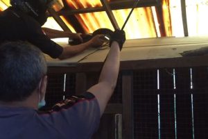 Ular Piton Panjang 3 Meter “Ngumpet” di Asrama Polisi