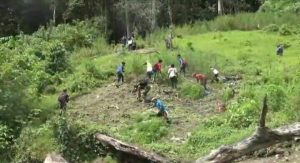 8 Ribu Batang Ganja Diamankan BNN Sumut di Madina