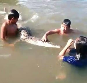 Video Anak-Anak Berenang Dengan Buaya Viral di Medsos