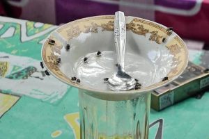 Diduga Akibat Limbah Perusahaan, Satu Desa di Madina Diserang  Lalat