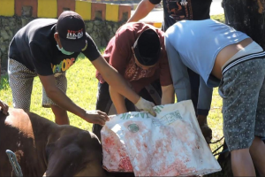 Parang Mendadak Tumpul Ketika Sembelih  Hewan Kurban