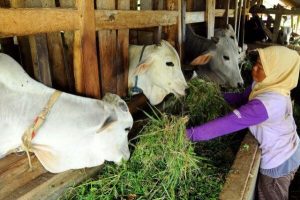 Catat!.Ini Jadwal Pemeriksaan Kesehatan Hewan Qurban di Padangsidimpuan