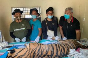 Harimau Yang Ditangkap di Aek Bilah, Tapsel, Alami Dehidrasi Dan Anemia