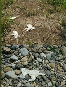 Parah, APD Bekas Pemakaman Jenazah Pasien  Suspek COVID-19 Berserakan di Lokasi TPU Padangsidimpuan