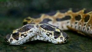 Ular Kepala Dua Ditemukan di India