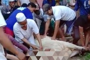 Ustaz Asmala Wafat Saat Sembelih Sapi Kurban, Golok Masih Dipegang