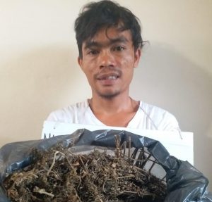 Simpan Ganja Seribu Gram, 1 Orang Petani Asal Batangtoru, Tapsel, Ditangkap