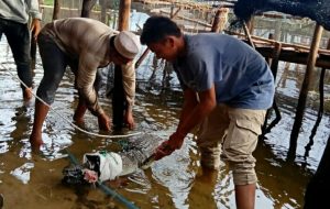 Tersangkut di Jaring, 1 Ekor Buaya Ditangkap Warga di Danau Siais