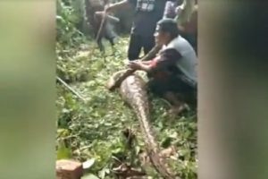 Mangsa Sapi, Ular Piton 5 Meter Ditangkap Warga