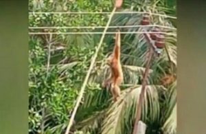 Dramatis, Pemuda Kelainan Mental di Madina Selamatkan Nyawa Seekor Kera Yang Tersangkut di Kabel Listrik