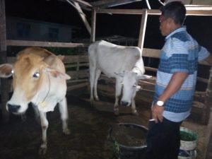 Peternak di Simalungun Resah, Sapi Tidak Laku Jelang Ramadhan