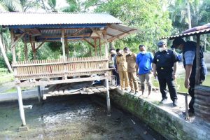 Ribuan Ekor Ikan Lele Mati di Tantom, Bupati Tapsel Kunjungan