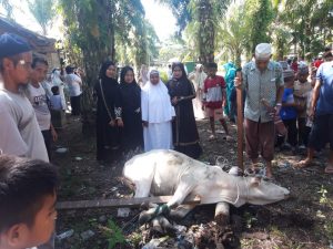 Luar Biasa, Warga Desa Tabuyung Kurban 33 Ekor Kerbau dan Sapi