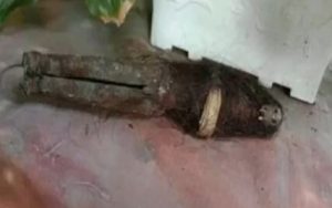 Gempar, Warga di Labuhanbatu Temukan Jenglot