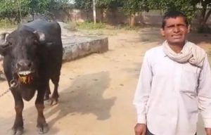 Aneh! Tolak Susunya Diperah, Kerbau ini Dilaporkan Pemilik ke Polisi