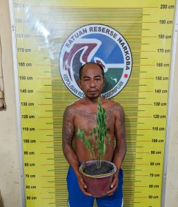 Diduga Tanam Ganja di Belakang Rumah, Pria Bertato Asal Perumnas Pijorkoling Sidimpuan Ditangkap