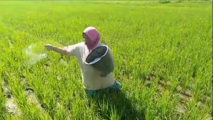 Catat! Ini Alasan Kelangkaan Pupuk di Tapsel