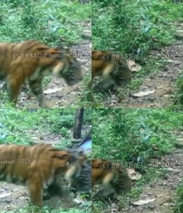 Harimau yang Resahkan Warga di Kabupaten Palas Diduga Sakit, ini Bentuknya