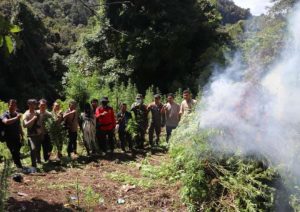 2 Hektar Ladang Ganja Ditemukan di Madina, 1 Orang Diamankan