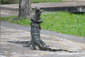 Gawat, 4 Remaja di India Kedapatan Perkosa Biawak