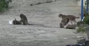 Kewalahan Usir Monyet Liar, Petugas Damkar Tebingtinggi Tebar Kotoran Harimau