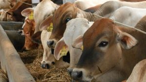 Amburadul! Data Hewan Terjangkit Penyakit Kaki dan Mulut Pemkot Padangsidimpuan dan Sumut Tumpang Tindih