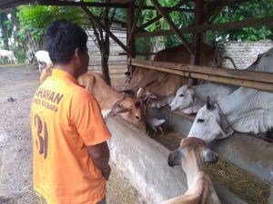 Tersangka Penggelapan Puluhan Ekor Sapi Ditangkap di Padang Lawas