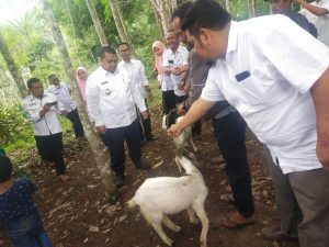 Mendorong Perekonomian Tapsel Melalui Budidaya Ternak Kambing