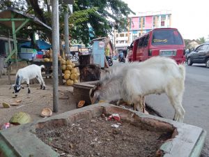 Bebas Berkeliaran, Kambing di Padangsidimpuan juga Langgar Perda