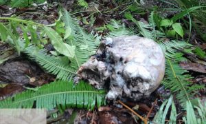 Update Penemuan Kerangka Manusia di Tapsel, BKSDA: Kami Belum Bisa Pastikan Penyebab Kematian