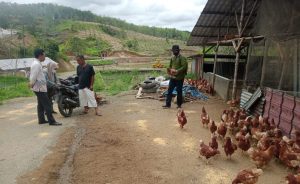 Gawat! Diduga Terjangkit Flu Burung, Ribuan Hewan Ternak di Padangsidimpuan Mati