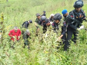 Ladang Ganja Terluas di Madina Dimusnahkan BNN