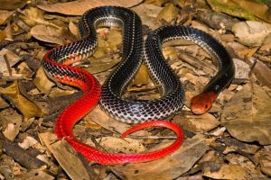 Tragis, Penjaga Kebun di Sidimpuan Nyaris Tewas Dipatok Ular