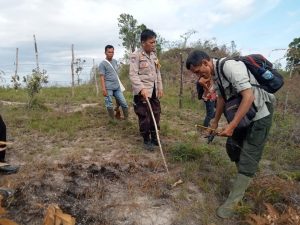 2 Ekor Harimau Sumatera Mangsa Hewan Ternak Warga di Tapsel