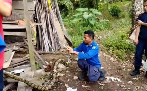 Ular Sepanjang Empat Meter Mangsa 3 Ekor Ayam Warga di Kelurahan Losung Batu Sidimpuan
