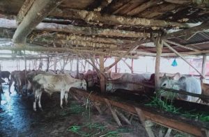 Jelang Idul Adha, Permintaan Hewan Kurban di Sidimpuan Turun hingga 50 Persen