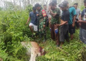 Warga Resah, Tiga Ekor Lembu Mati Diterkam Hewan Buas di Kota Nopan Madina