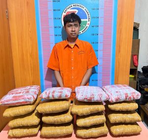Polres Madina Tangkap Warga Sumbar, Bawa 16 Ball Ganja Melintas di Kecamatan Muarasipongi