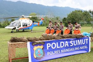 150 Hektar Ladang Ganja di Madina Berhasil Diungkap, Kapolda Sumut Pimpin Operasi