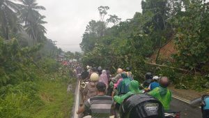 Pohon Tumbang, Akses Jalan di Batang Toru Terhambat