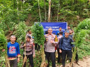 5 Hektar Ladang Ganja Ditemukan di Perbukitan Tor Sihite