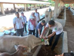 Kesehatan Hewan Kurban di Padangsidimpuan Mulai Diperiksa