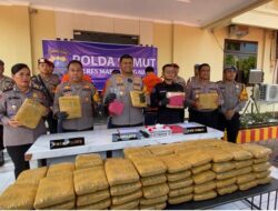 Polres Madina Tangkap 3 Kurir, Ratusan Ribu Gram Ganja Diamankan