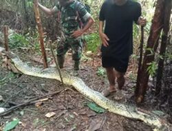 Tragis! Wanita di Luwu Tewas Ditelan Piton Saat Hendak Beli Obat untuk Anaknya