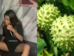 Potensi Toksik Kecubung: Senyawa dan Dampaknya yang Mematikan