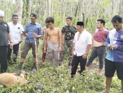 Heboh! Hewan Ternak Milik Warga di Mandailing Natal Dimangsa Binatang Buas