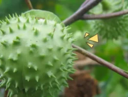 Pakai Kecubung, Puluhan Warga Masuk Rumah Sakit Jiwa