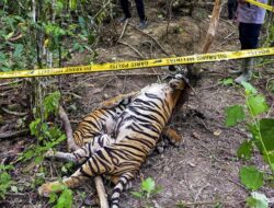 Nasib Malang Harimau Sumatra: Mati Terjerat di Agam dengan Kaki Kiri Putus